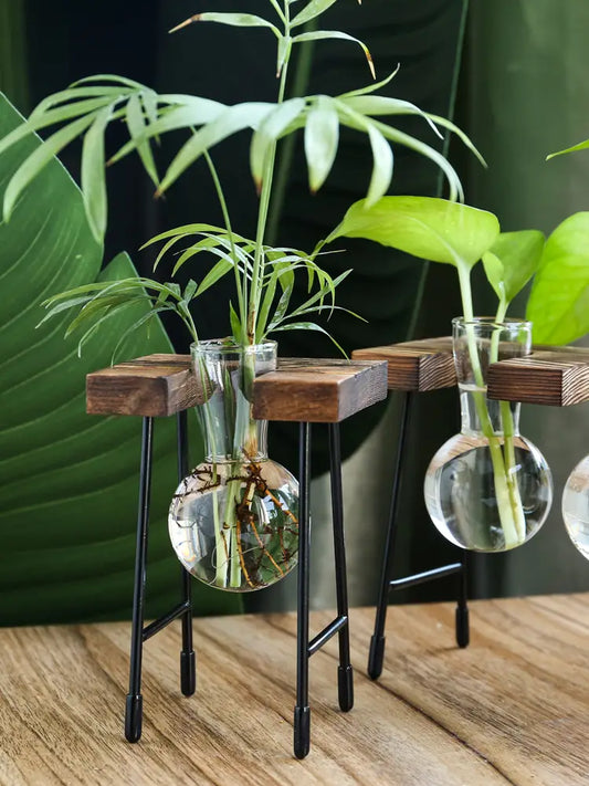 Transparent Glass Vase for Hydroponic Planting (1pc)