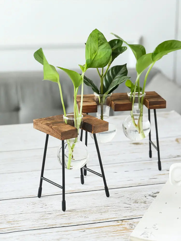 Transparent Glass Vase for Hydroponic Planting (1pc)